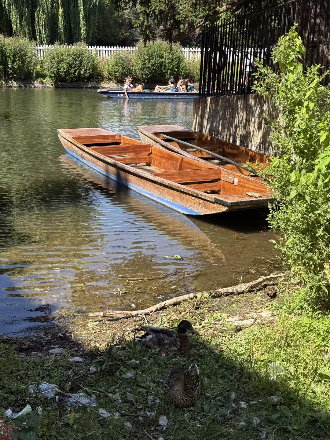 A moored wooden punt on a green, tree-lined reach of the River Cam